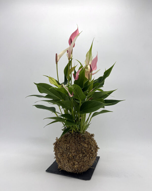 Anthurium Lilli