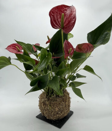 Anthurium rosso (2)