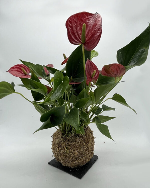 Anthurium rosso