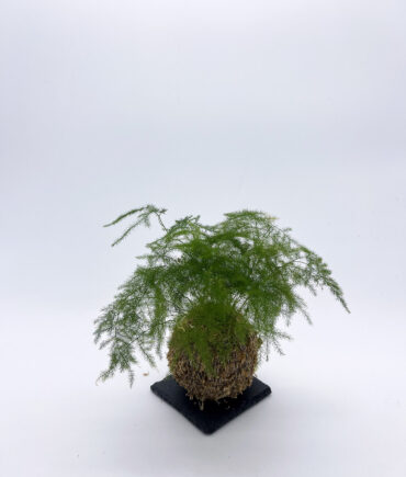 Asparagus plumosus (1)