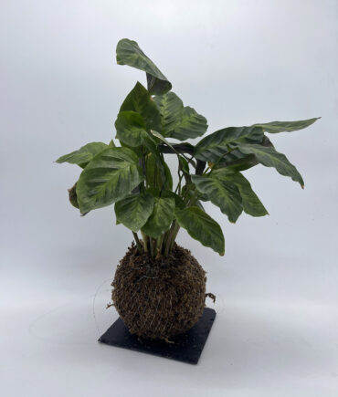 Calathea (6)