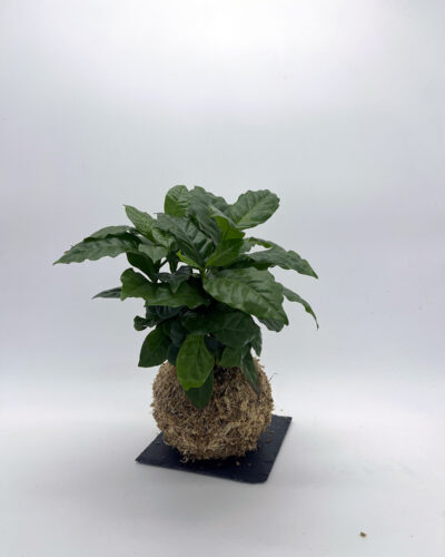 Coffea
