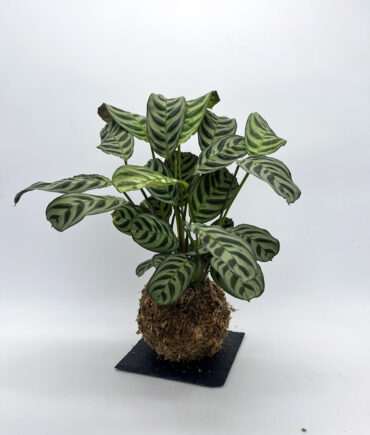 Ctenanthe (2)