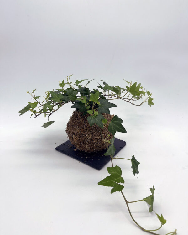 Hedera