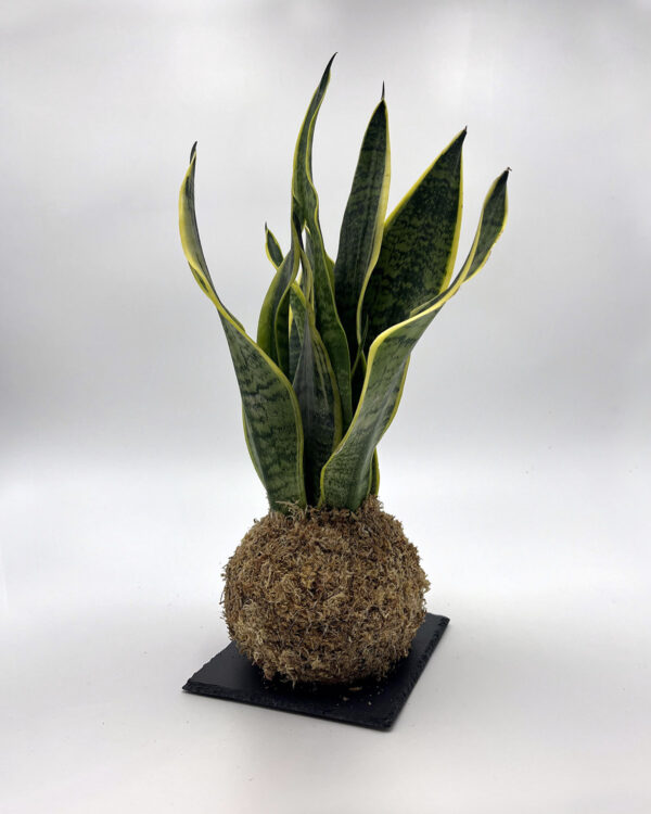 Sanseveria trifasciata