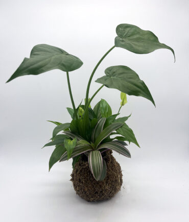 Alocasia Tradescantia Spatiphyllum (3)