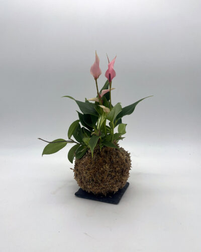 Anthurium e Hoya
