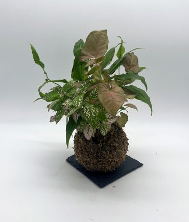 syngonium spatiphyllum hypoestes (1)