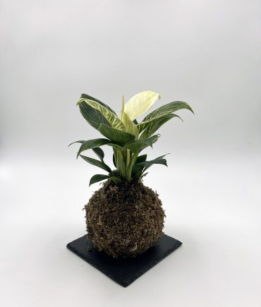 Philodendron bianco (1)