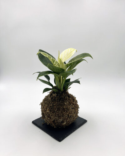 Philodendron White