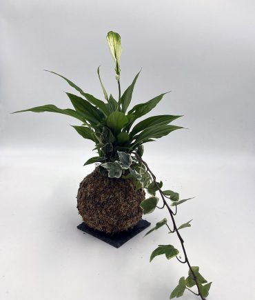 Hedera e Spathiphyllum (1)