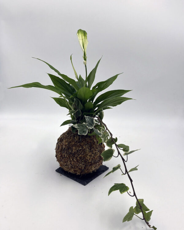 Hedera e Spathiphyllum